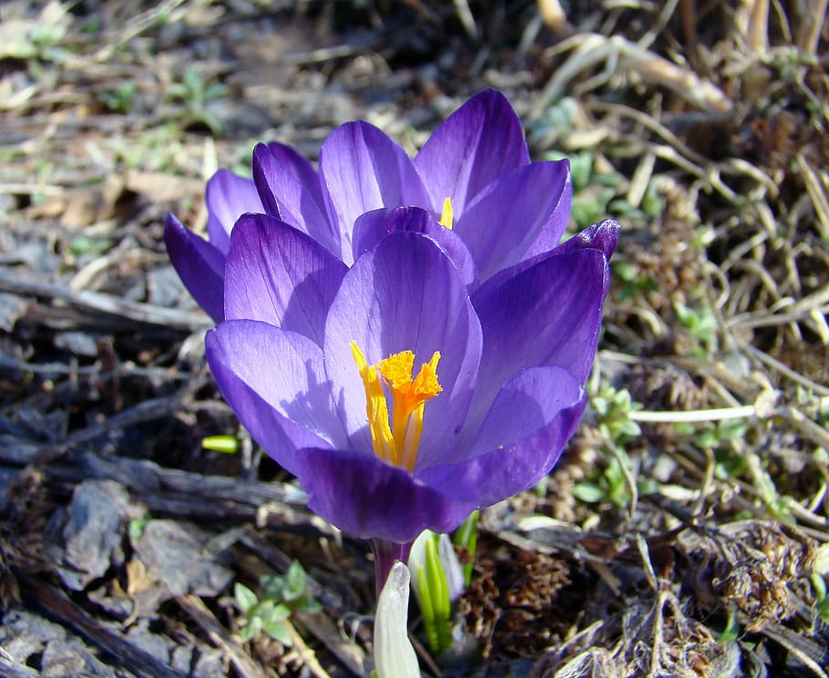 flower, crocus, spring, garden, purple, flowers, plant, our characters HD wallpaper