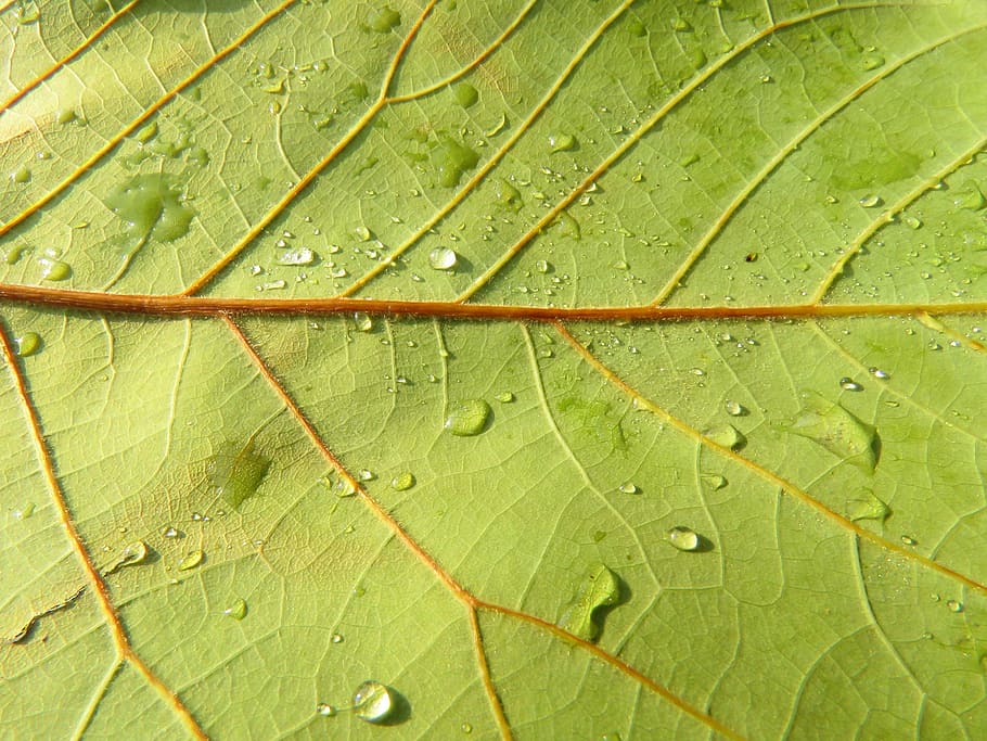 Leaf, Texture, Nature, Vegetable, green, natural texture, ramifications HD wallpaper
