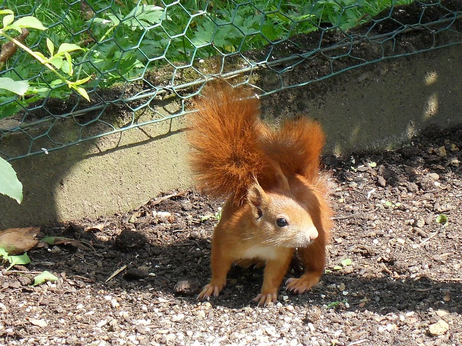 brown squirrel standing on brown soil near fence, Animals, Garden HD wallpaper