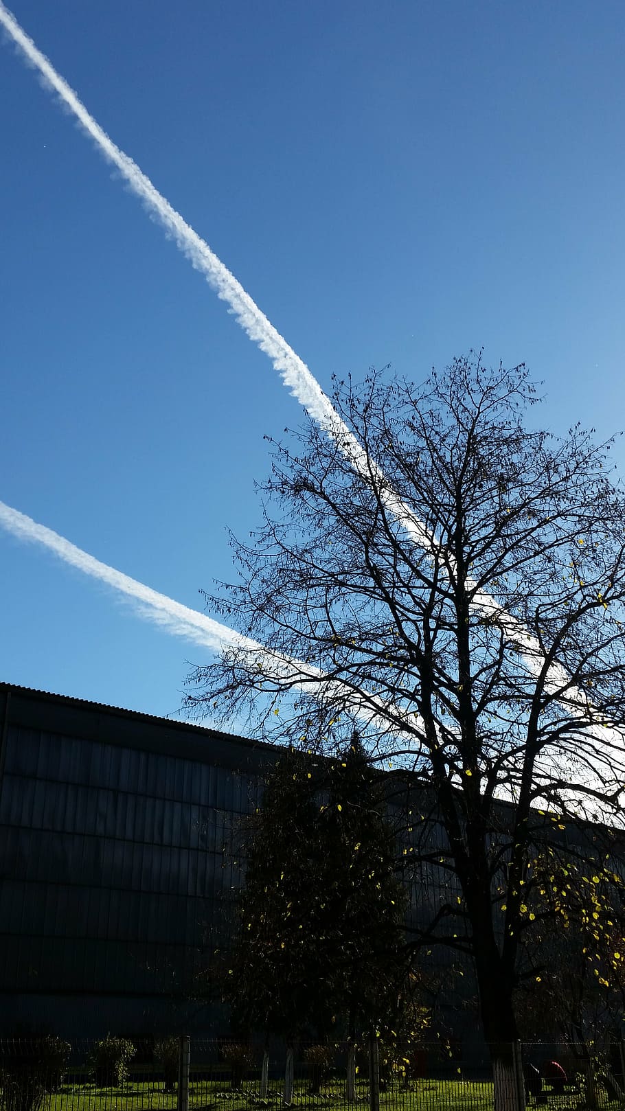 tree, chemtrails, airplane, jet, sky, building exterior, plant HD wallpaper