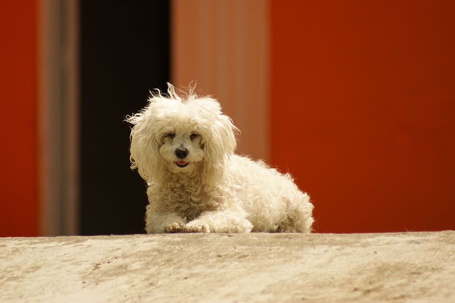 Fauna, Ulloa, Risaralda, Colombia, dog, pets, one animal, white color, HD wallpaper