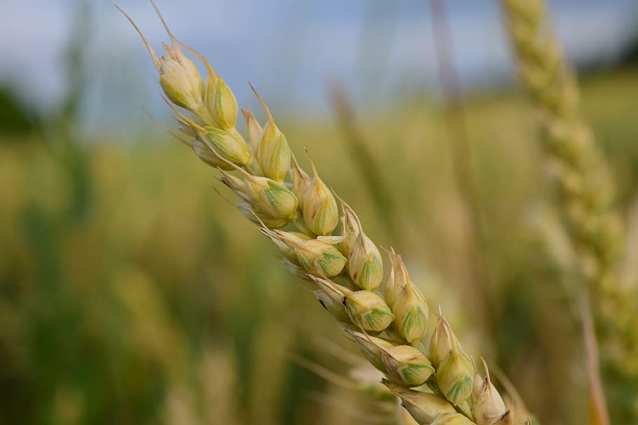 wheat, ear, cereals, grain, summer, wheat field, cornfield, HD wallpaper
