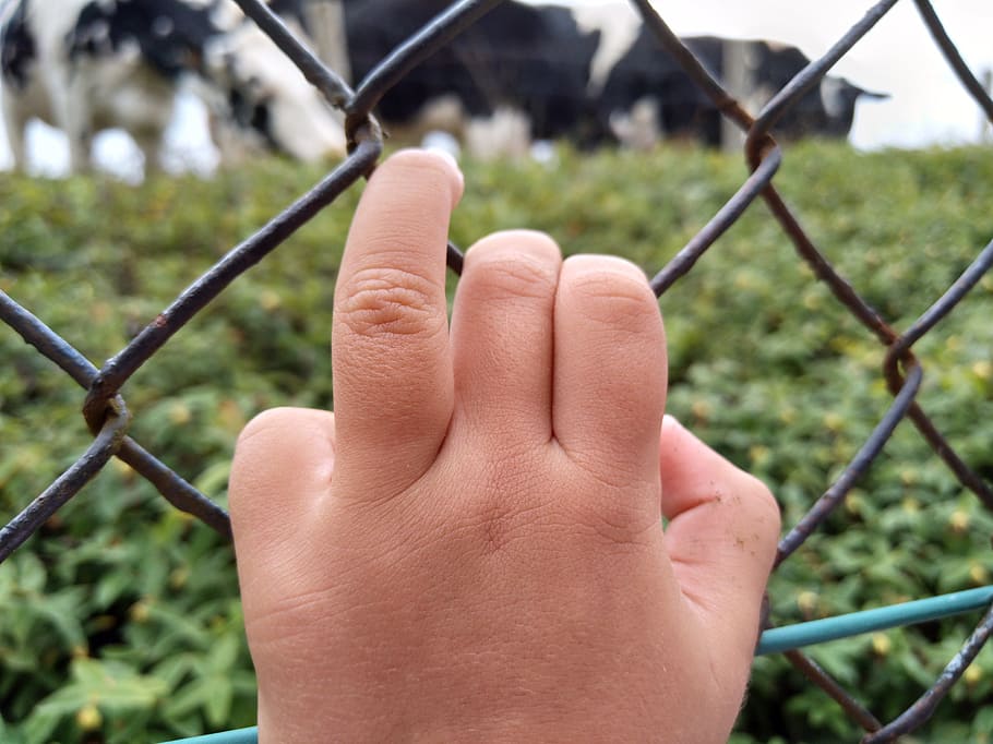 hand, field, cows, fence, human body part, barrier, human hand HD wallpaper