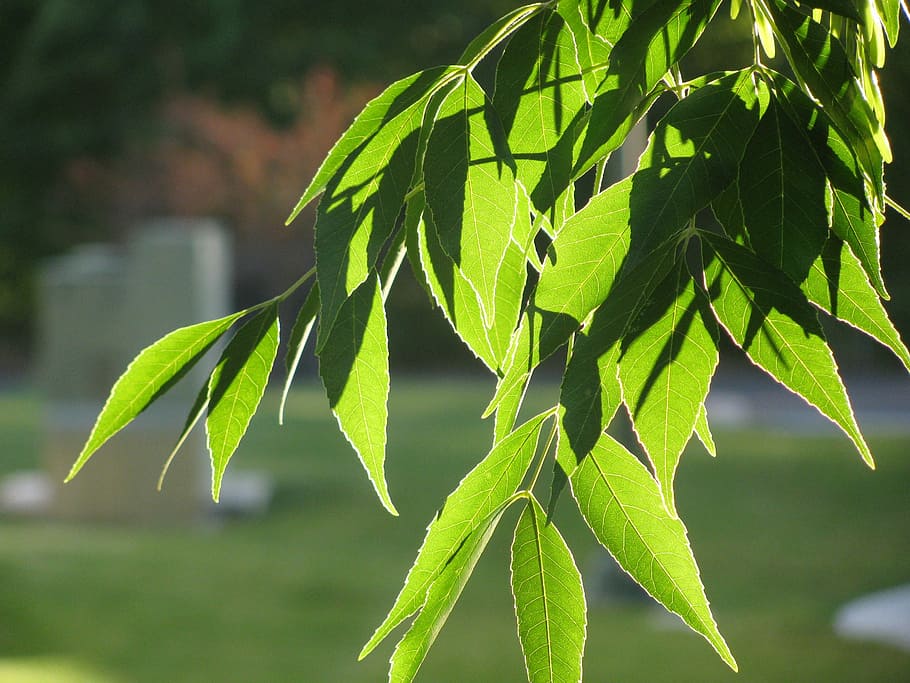 Nature, Summer, Tree, Sun, green, landscape, green color, focus on foreground HD wallpaper