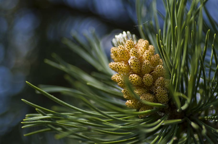 pine, conifer, blossom, bloom, flowers, nature, plant, close-up HD wallpaper