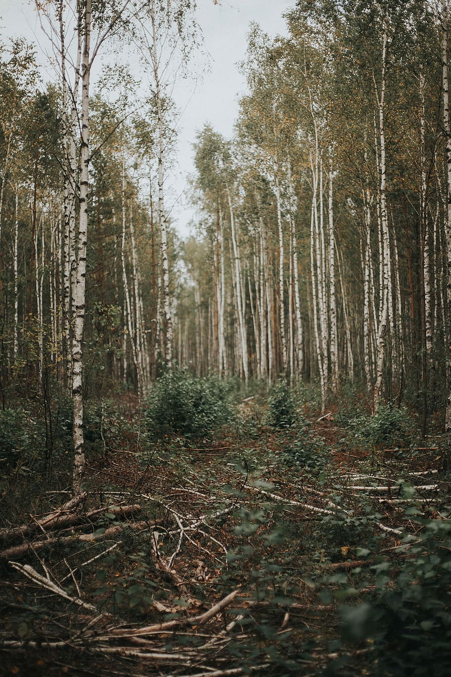 forest with green leafed trees during daytime, green trees on forest HD wallpaper