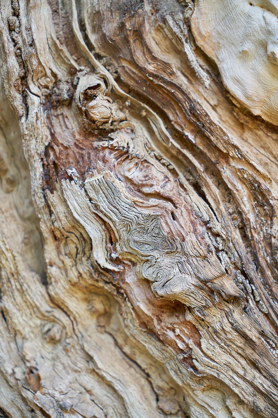 closeup photo of brown wood, abstract, texture, tree, macro HD wallpaper