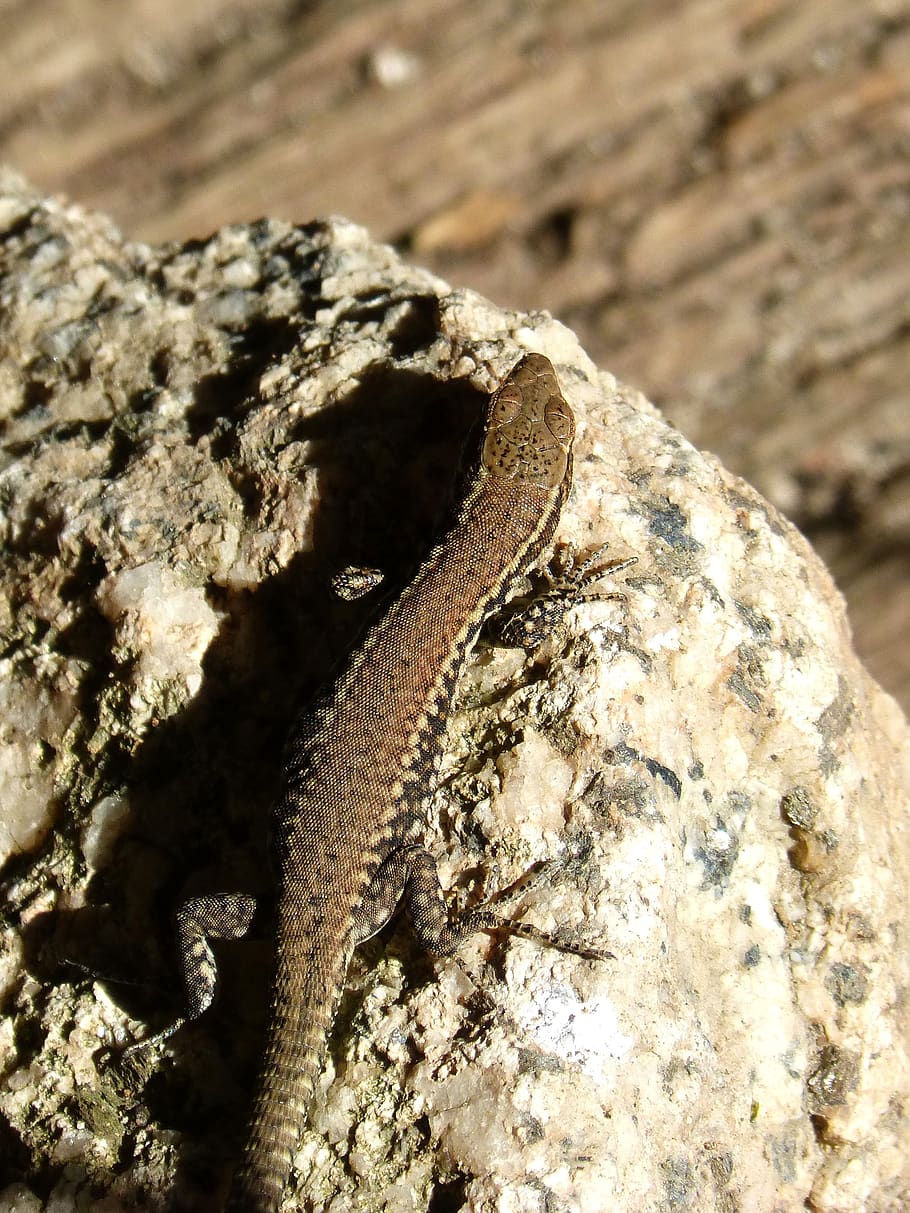 lizard, reptile, stone, one animal, close-up, animals in the wild HD wallpaper