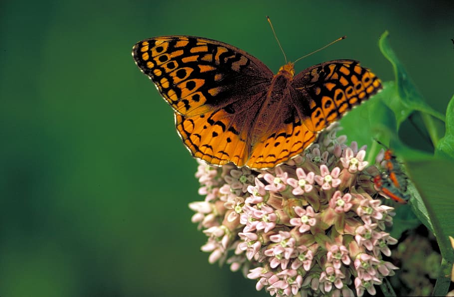 spangled fritillary butterfly collecting nectar on flower selective focus photography HD wallpaper