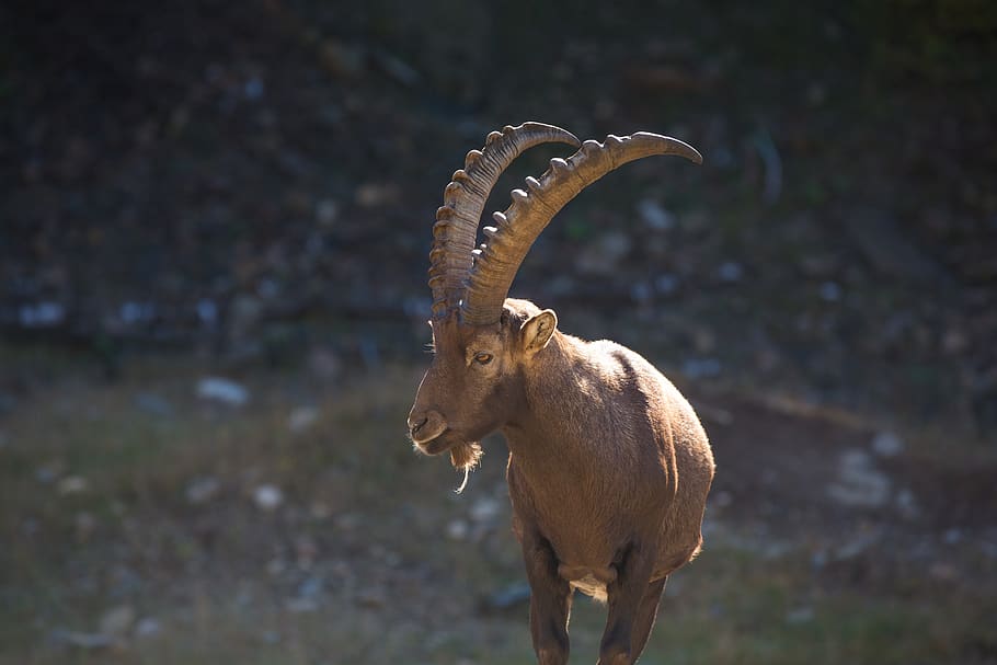 capricorn, ibex, animal, horn, goat, nature, wild, mountain
