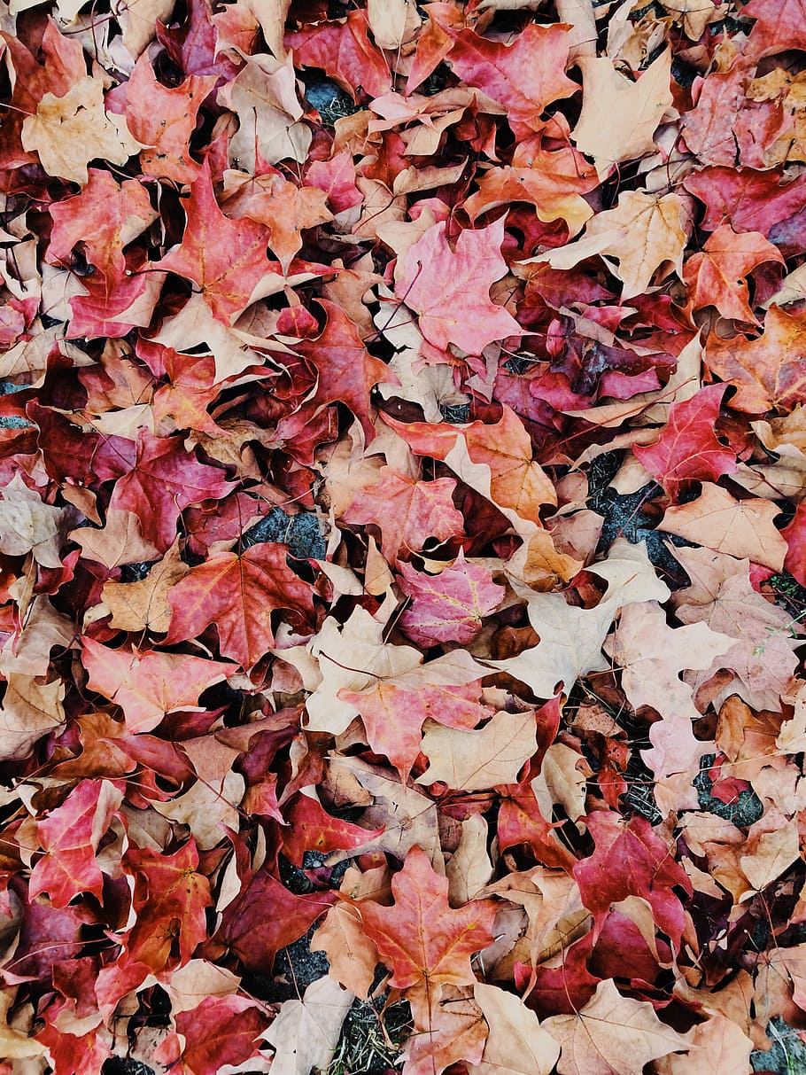dried leaves, brown and pink maple leaves, leaf, autumn, fall HD wallpaper