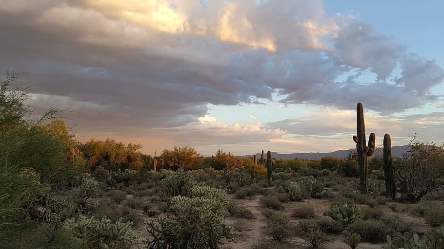 saguaro, tucson, desert, cactus, arizona, park, southwest, sonoran, HD wallpaper