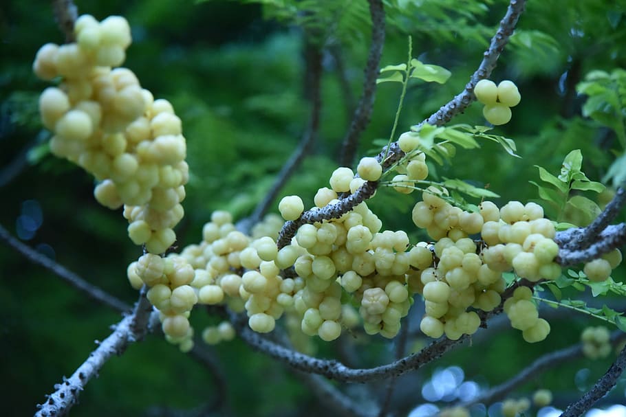 Berry, Fruit, Healthy, green color, day, nature, no people HD wallpaper