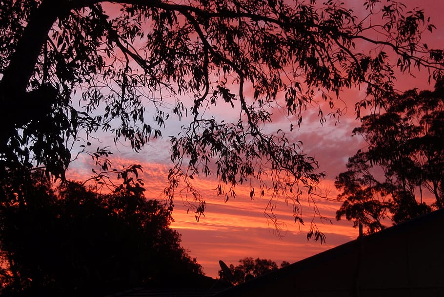 sunset, trees, red, sky, orange, colorful, silhouette, evening HD wallpaper