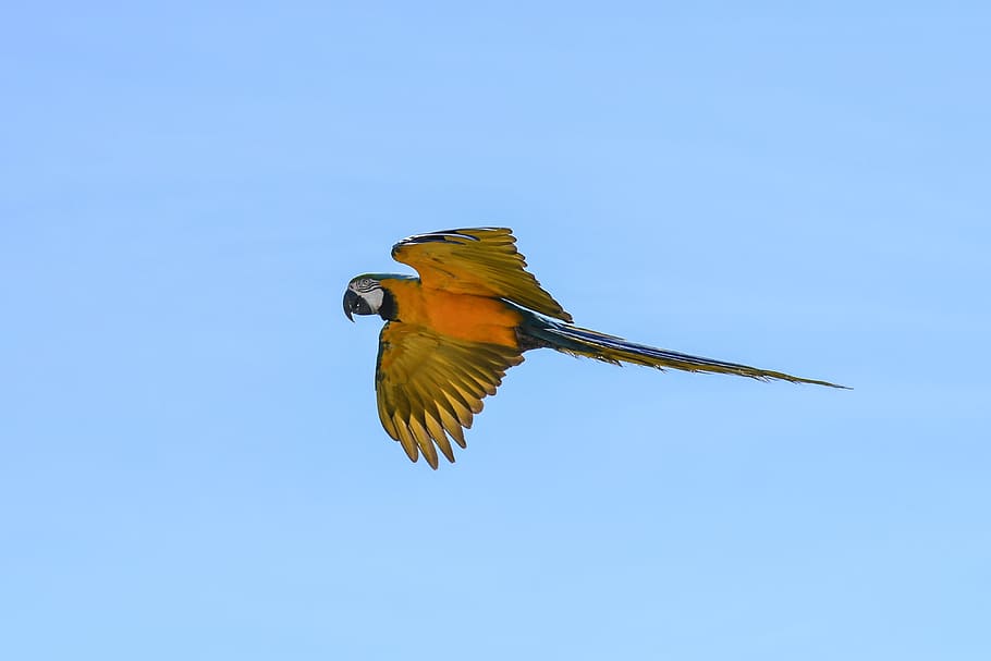 parrot, blue macaw, fly, bird, wing, sky, one animal, animal themes HD wallpaper