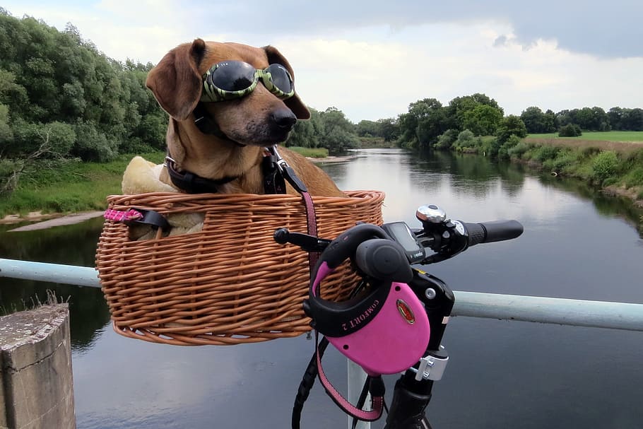 red dachshund laying on basket near body of water, Dog, Bike