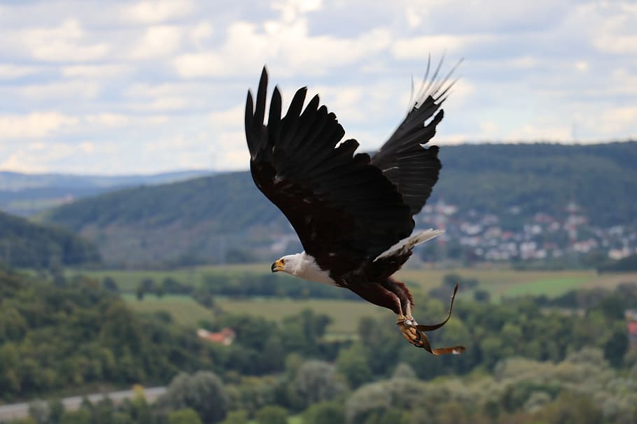 adler, eagle, flying eagle, castle guttenberg, raptor, falconry HD wallpaper
