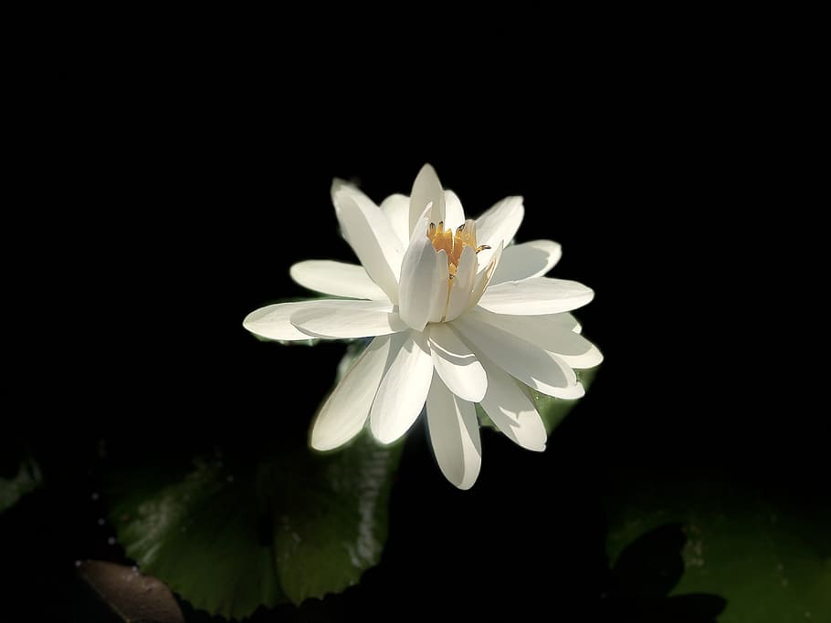 lotus, white, bloom, flower, flowering plant, beauty in nature HD wallpaper