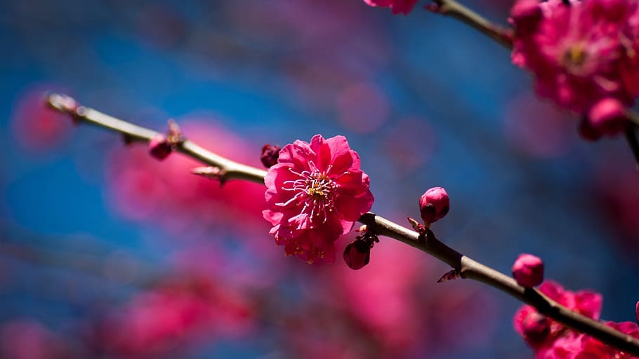 branch, flowers, sakura, spring, flowering plant, beauty in nature HD wallpaper