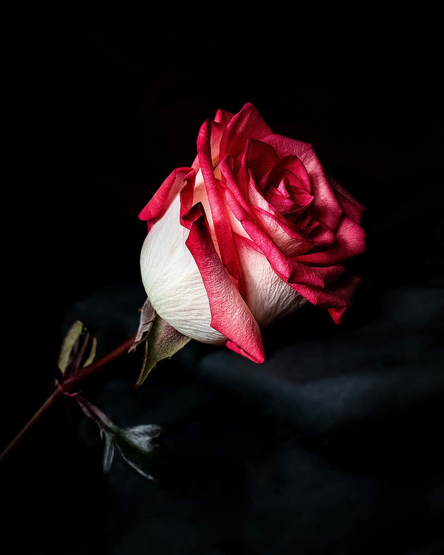 Red Rose, selective focus photo of red rose flower, stem, bloom HD wallpaper
