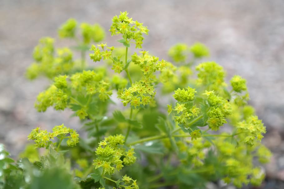 green leafed plant in focus photography, frauenmantel, flowers