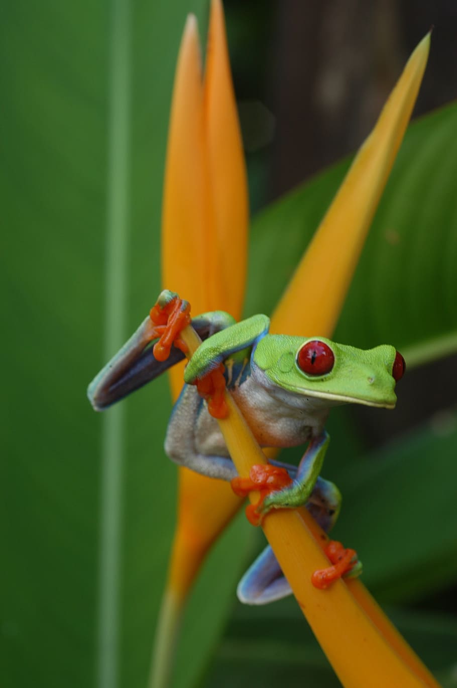 wilderness, frog, plant, animal themes, one animal, animal wildlife HD wallpaper