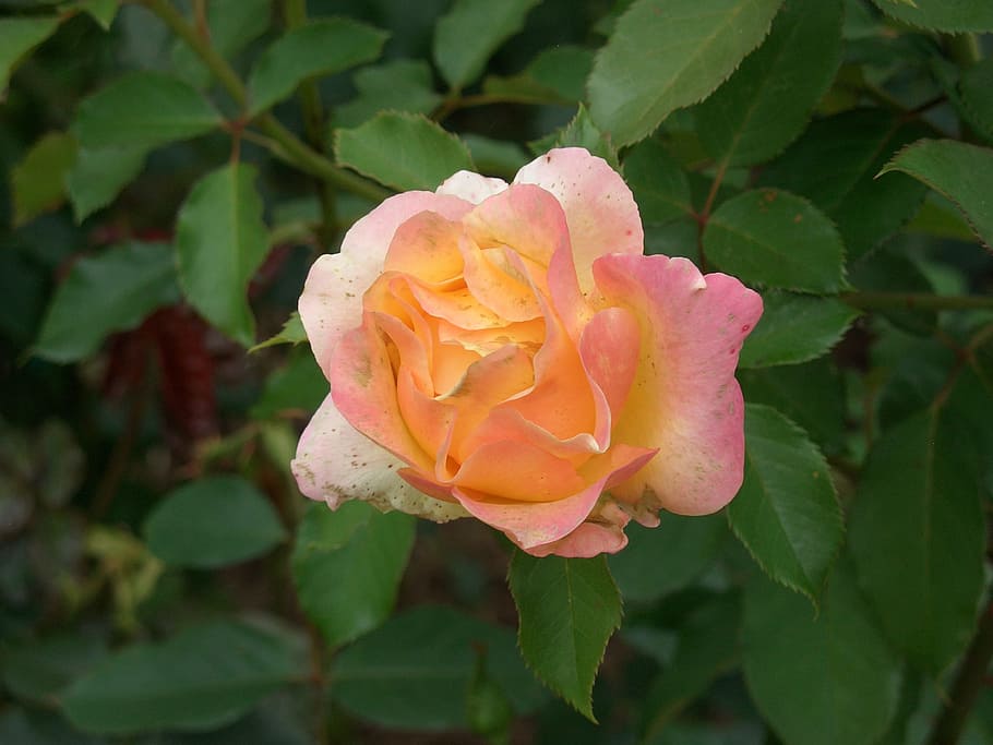 rose, garden, summer, flower, flowering plant, beauty in nature HD wallpaper