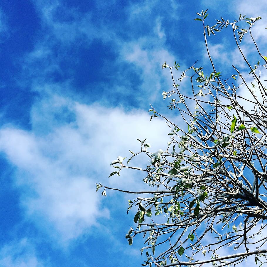 Sky, Blue, Snow, Tree, Beautiful, cloud - sky, flower, low angle view HD wallpaper