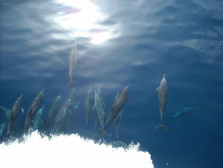 Dolphin, Sea, Ocean, Fish, Wildlife, cloud - sky, blue, water HD wallpaper