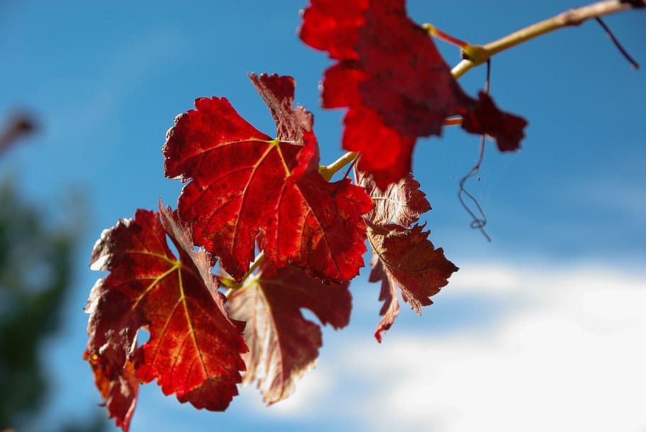 vine, vine leaves, fall, vineyard, leaf, plant part, autumn HD wallpaper