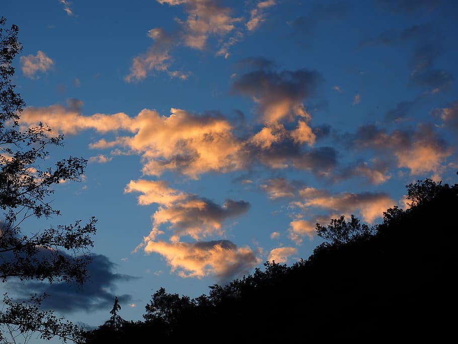 evening sky, sunset, clouds, trees, nature, outdoors, plant HD wallpaper