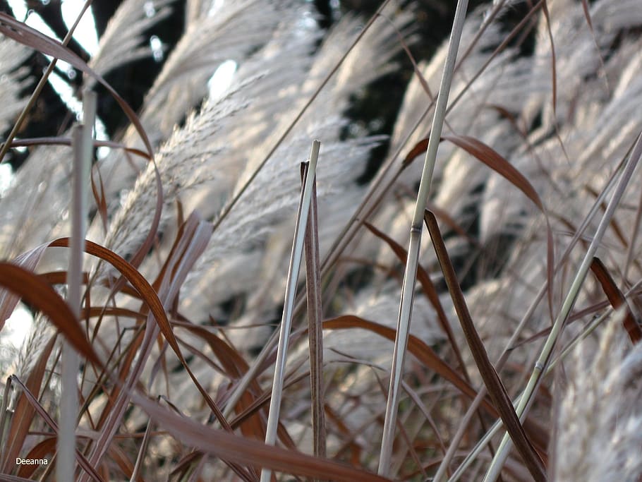 grass, background, meadow, close-up, plant, dry, day, selective focus HD wallpaper