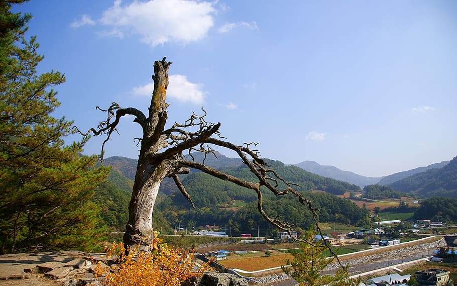 klitschko, whether or not, tree, sky, mountain, plant, nature HD wallpaper