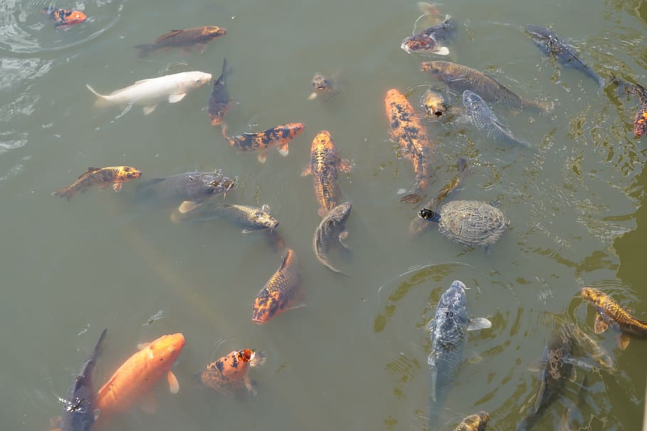 koi, fish, water, carp, pond, koi carp, swim, water surface HD wallpaper