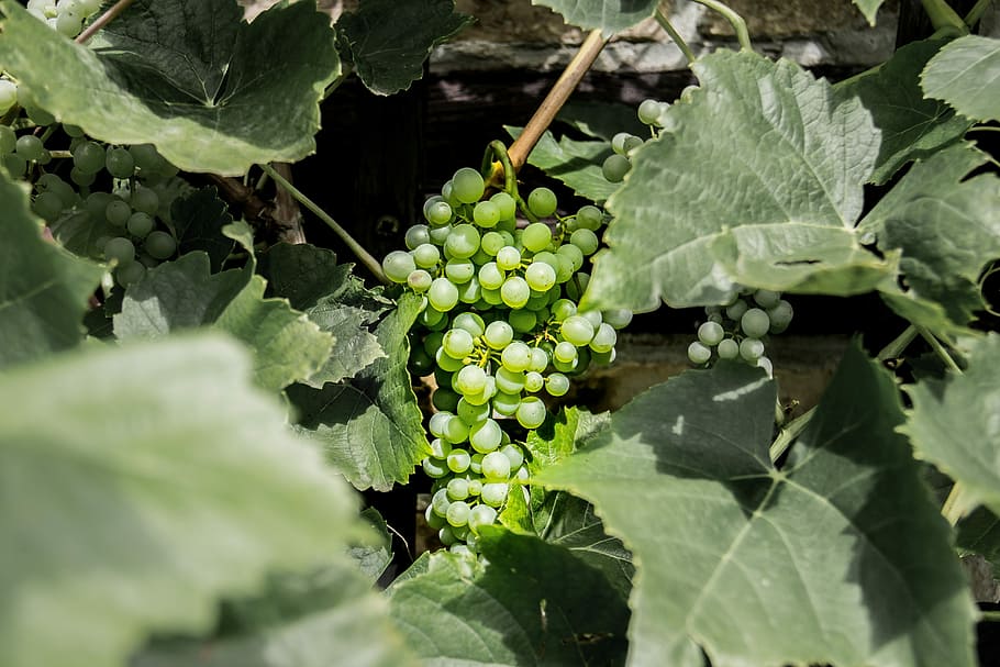Grape, Fruit, Plant, Grapes, green, green grapes, leaves, sweet HD wallpaper
