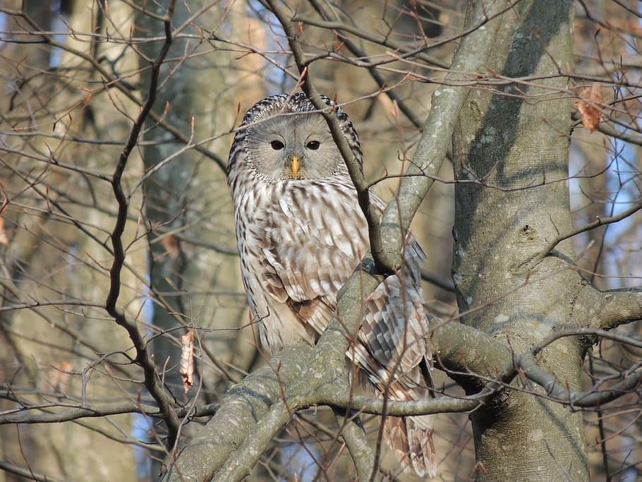 andriy, owl, forest, camouflage, birds, bird of prey, animal HD wallpaper