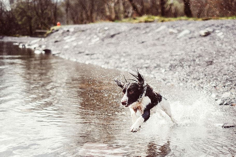 puppy running on the water during daytime, white and black border collie running in river HD wallpaper
