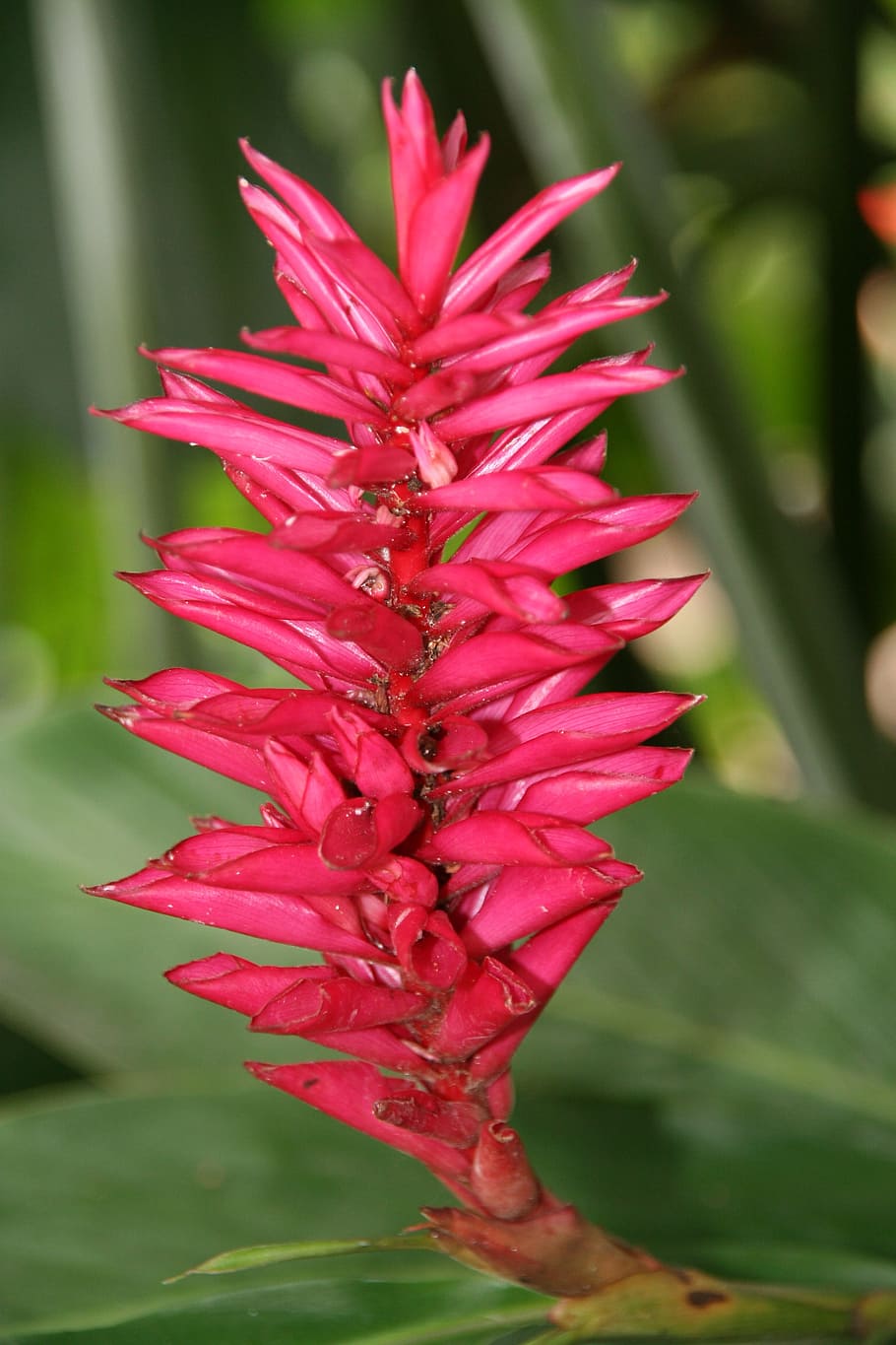 alpinia, tropical flower, guadeloupe, flowering plant, beauty in nature, HD wallpaper