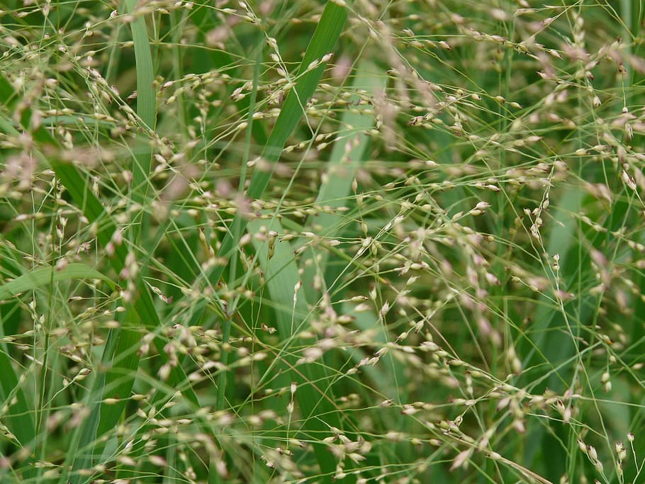 Quaking Grass, Grass, medium sized quaking grass, briza media, HD wallpaper