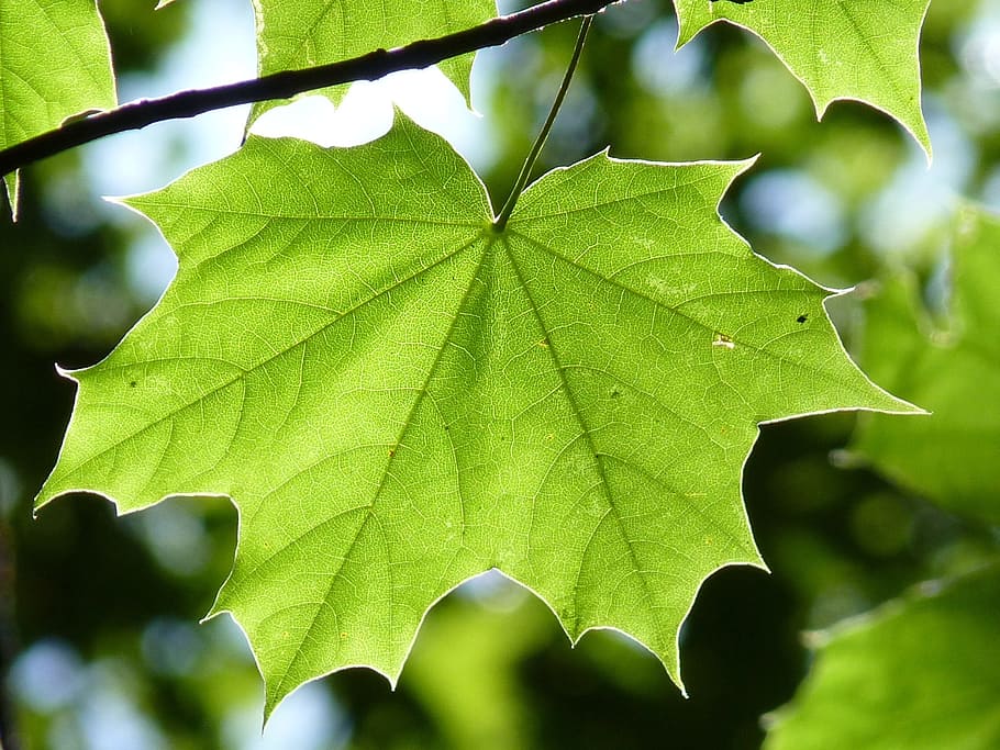 green leaf in branch, maple leaf, tree, forest, nature, back light HD wallpaper