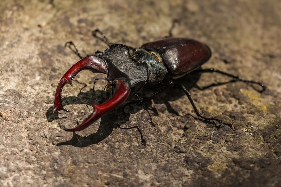 closeup photo of brown beetle, stag beetle, great stag beetle