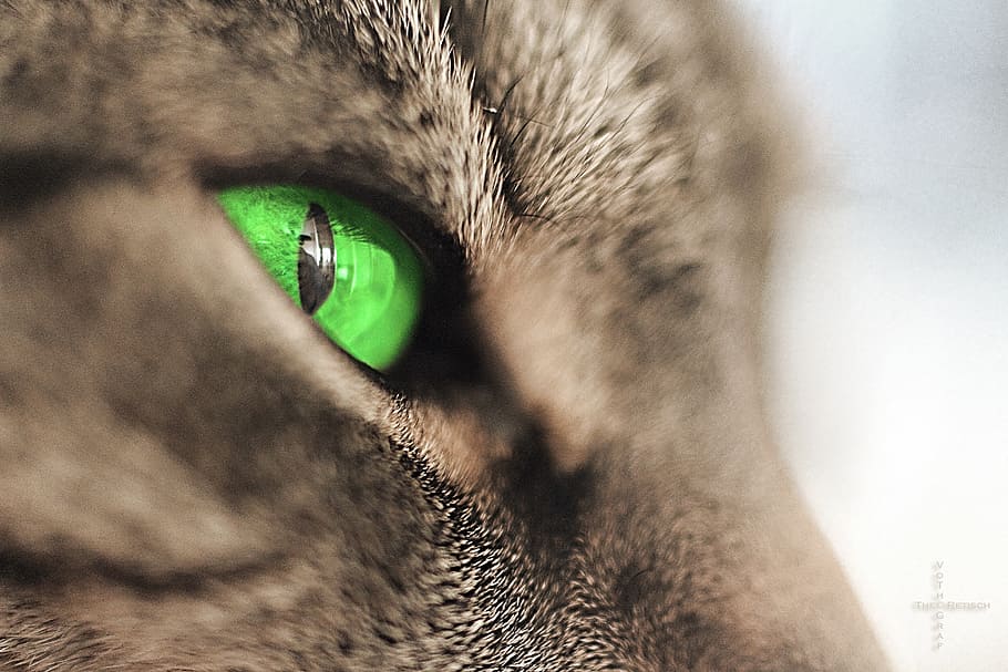 shallow focus photography of green animal eye, adidas, cat, short hair, HD wallpaper