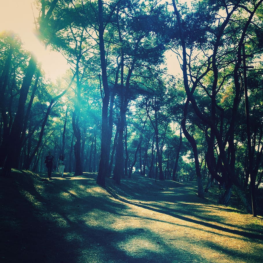 Forest, Light, Sun, Sunlight, Nature, island, stanbul, couple HD wallpaper