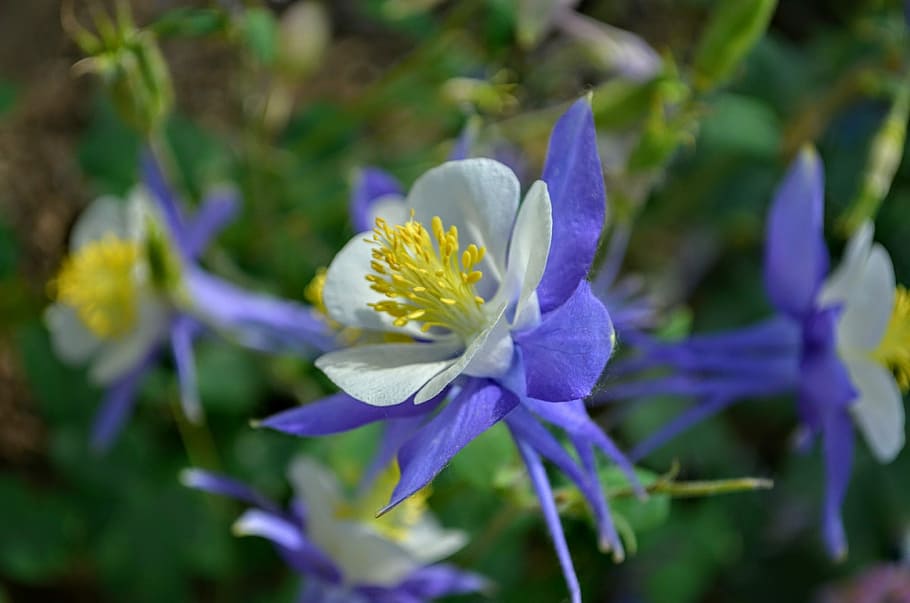 flower, flowering plant, freshness, beauty in nature, fragility HD wallpaper
