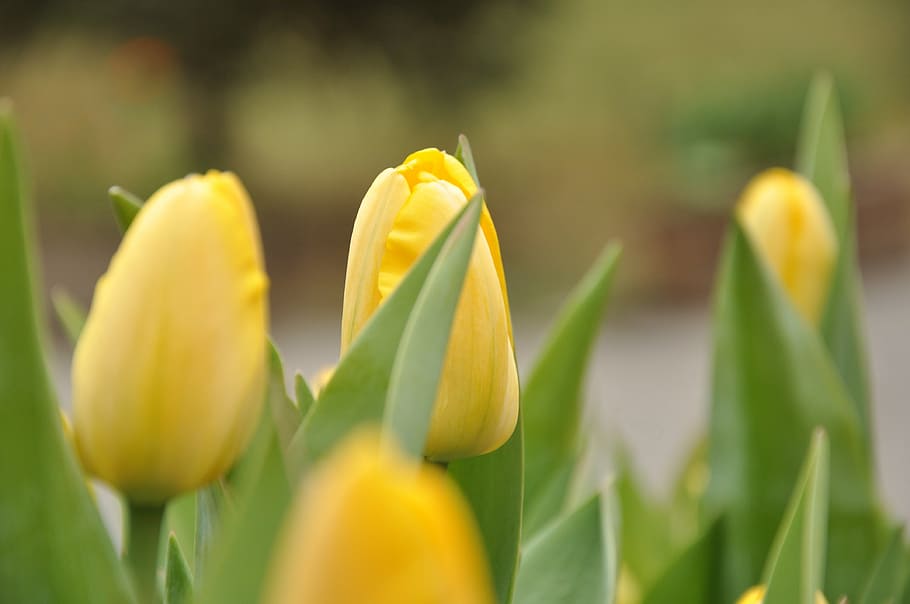 flower, views, spring, growth, yellow, plant, nature, outdoors HD wallpaper
