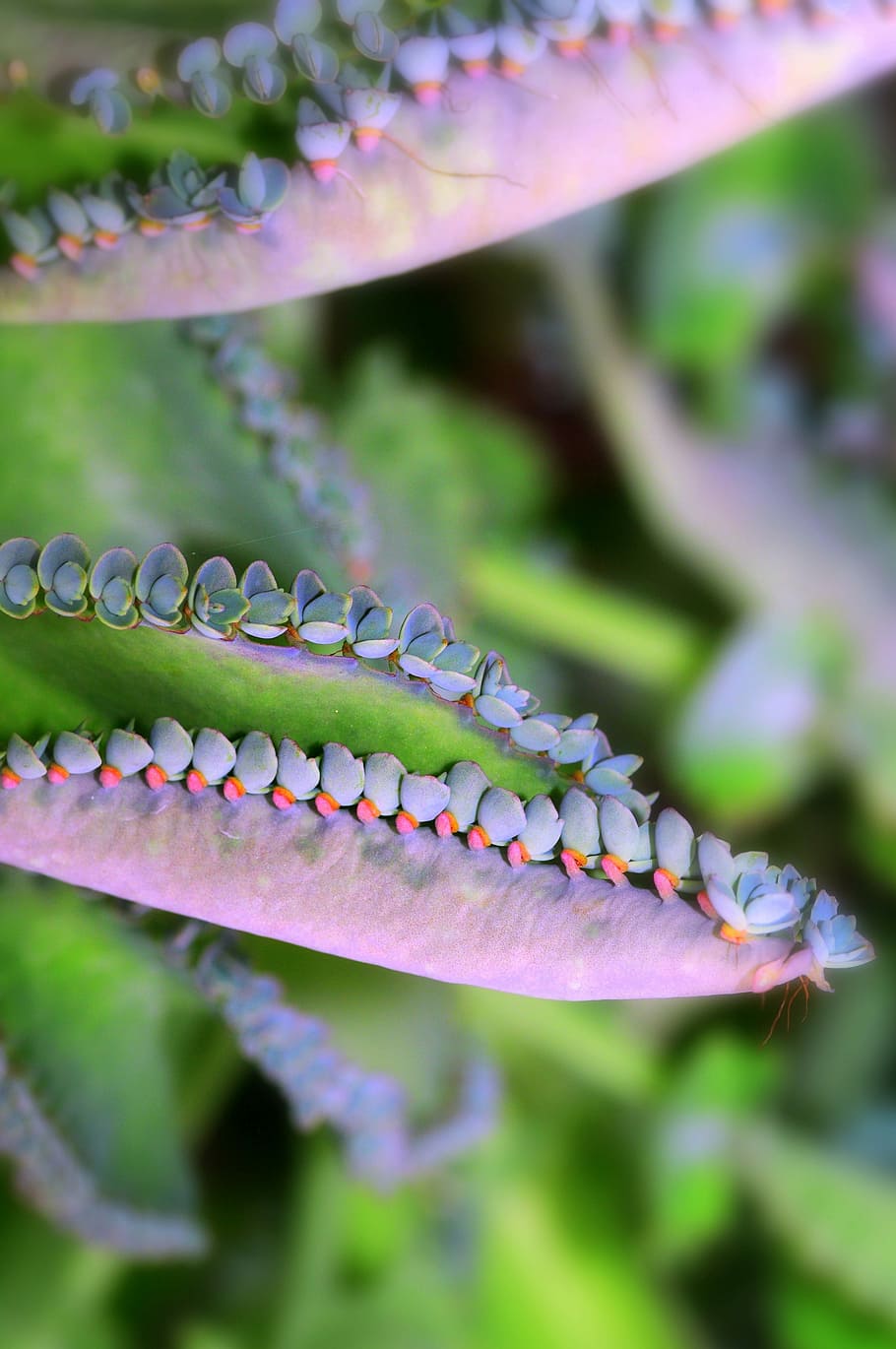 Succulent, Leaf, Edges, Purple, Plant, nature, green color HD wallpaper