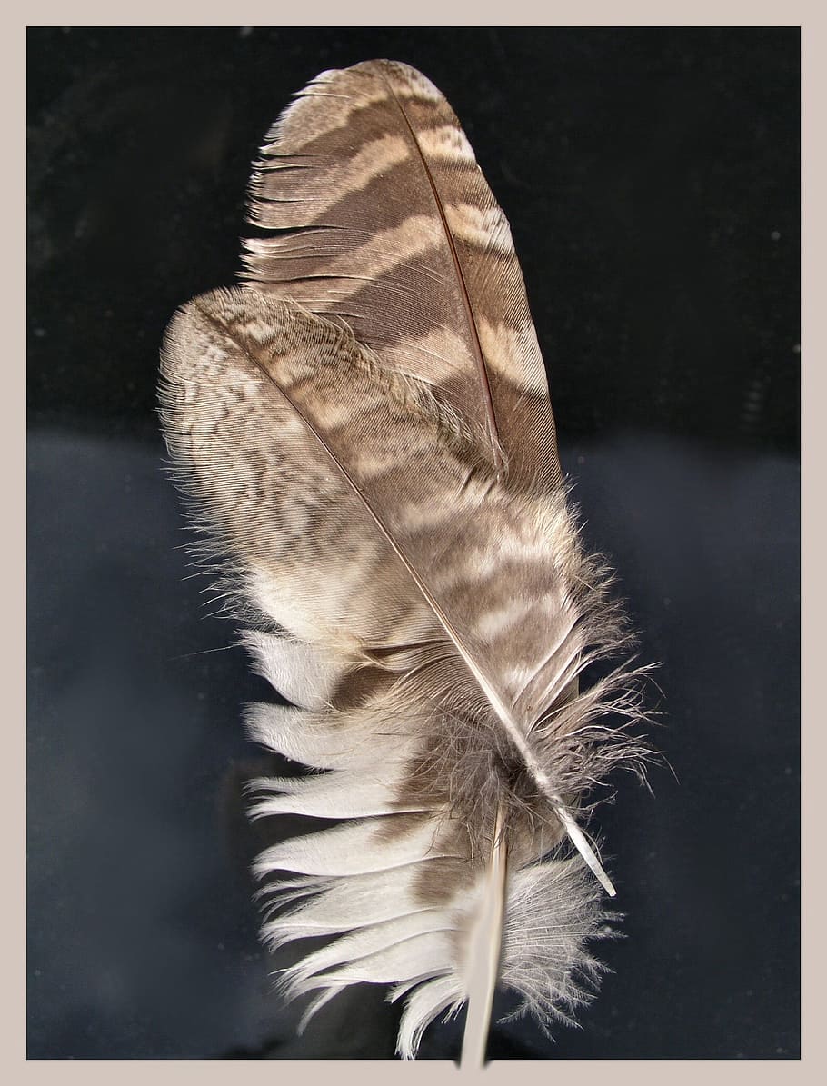 feather, feathers, macro, brown, wings, bird, nature, soft HD wallpaper