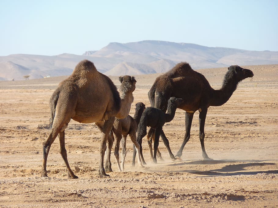 camels, desert, morocco, animal themes, mammal, group of animals HD wallpaper