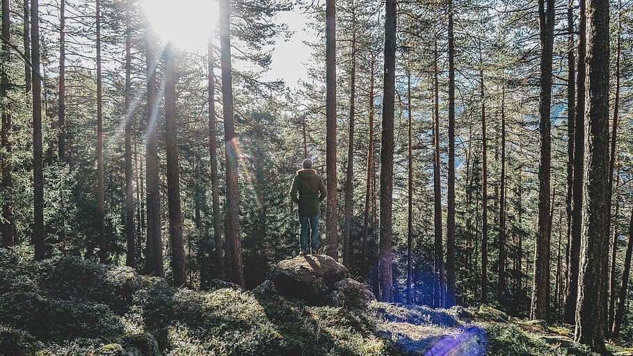 person standing in rock on forest during daytime, man standing on stone near trees HD wallpaper