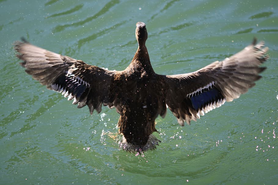 duck, bird, water, wing, spring dress, wildlife photography HD wallpaper